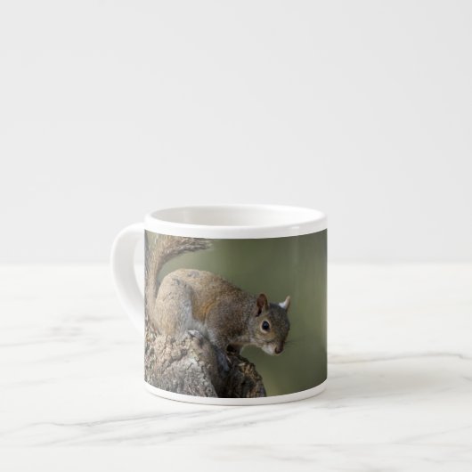 Eastern Gray Squirrel, or grey squirrel Espressotasse (Vorderseite Links)