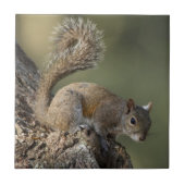Eastern Gray Squirrel, or grey squirrel Fliese (Vorderseite)
