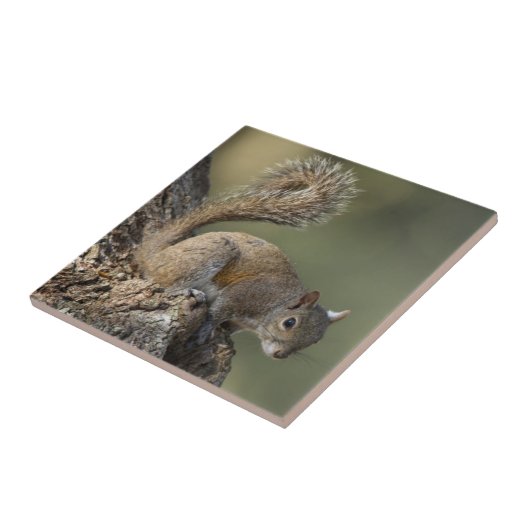 Eastern Gray Squirrel, or grey squirrel Fliese (Seite)