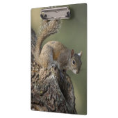 Eastern Gray Squirrel, or grey squirrel Klemmbrett (Links)