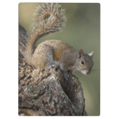 Eastern Gray Squirrel, or grey squirrel Klemmbrett (Rückseite)
