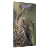 Eastern Gray Squirrel, or grey squirrel Klemmbrett (Rechts)