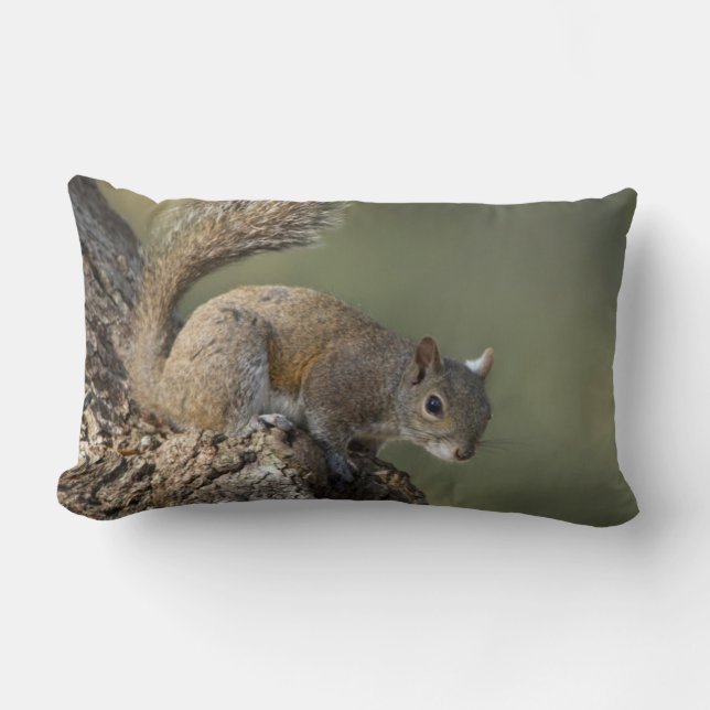 Eastern Gray Squirrel, or grey squirrel Lendenkissen (Vorderseite)
