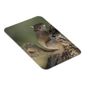 Eastern Gray Squirrel, or grey squirrel Magnet (Rechte Seite)