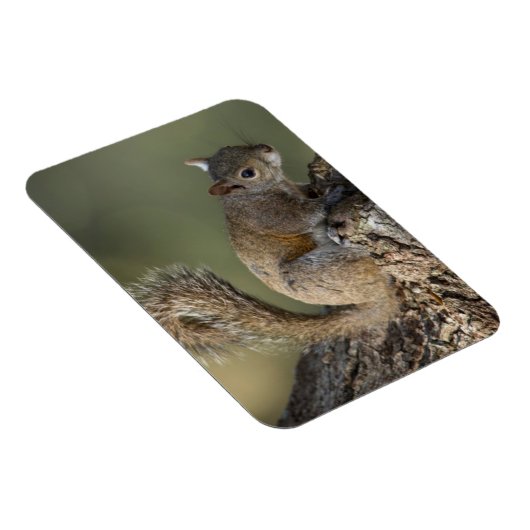 Eastern Gray Squirrel, or grey squirrel Magnet (Rechte Seite)