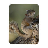 Eastern Gray Squirrel, or grey squirrel Magnet (Vertikal)