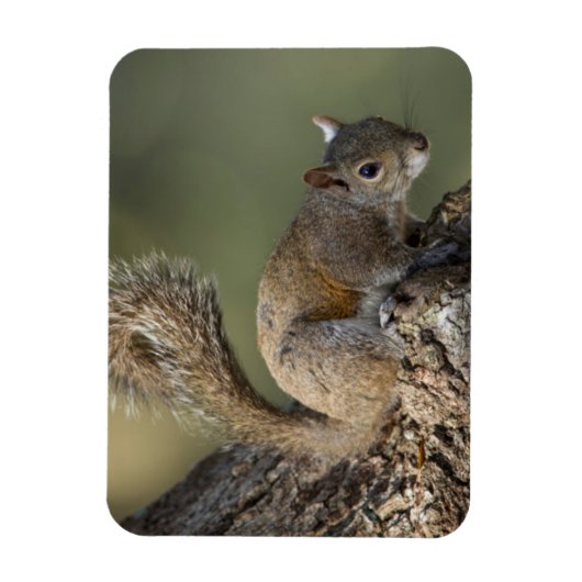 Eastern Gray Squirrel, or grey squirrel Magnet (Vertikal)