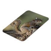 Eastern Gray Squirrel, or grey squirrel Magnet (Linke Seite)
