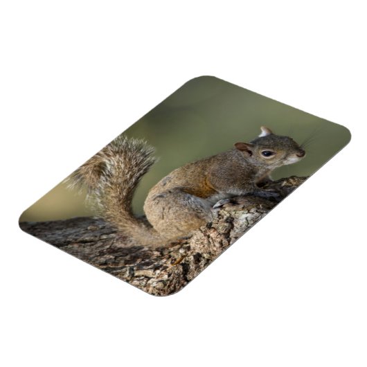 Eastern Gray Squirrel, or grey squirrel Magnet (Linke Seite)
