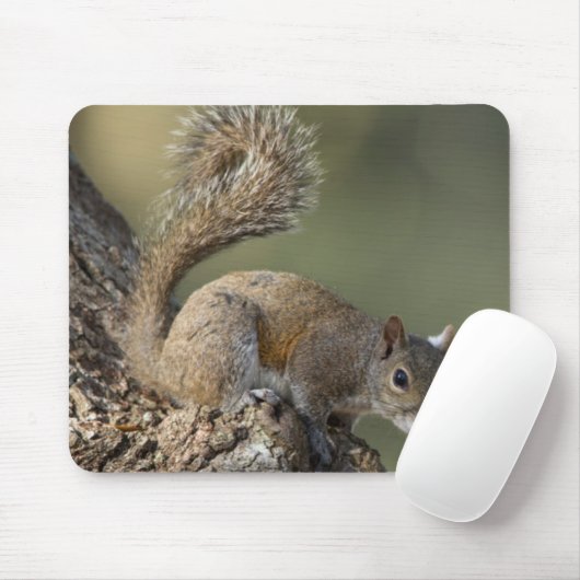 Eastern Gray Squirrel, or grey squirrel Mousepad (Mit Mouse)