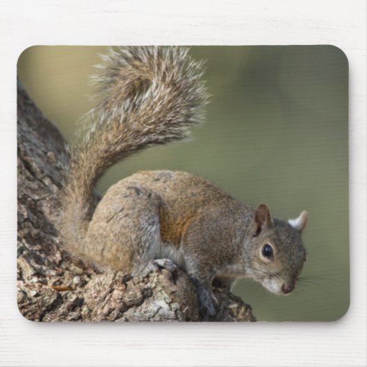 Eastern Gray Squirrel, or grey squirrel Mousepad (Vorne)