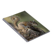 Eastern Gray Squirrel, or grey squirrel Notizblock (Rechte Seite)