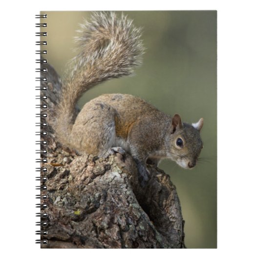 Eastern Gray Squirrel, or grey squirrel Notizblock (Vorderseite)