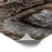 Eastern Gray Squirrel, or grey squirrel Poster (Ecke)