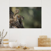 Eastern Gray Squirrel, or grey squirrel Poster (Küche)
