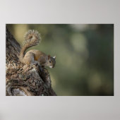 Eastern Gray Squirrel, or grey squirrel Poster (Vorne)