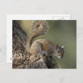 Eastern Gray Squirrel, or grey squirrel Postkarte (Vorne/Hinten)
