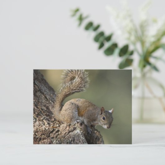 Eastern Gray Squirrel, or grey squirrel Postkarte (Stehend Vorderseite)