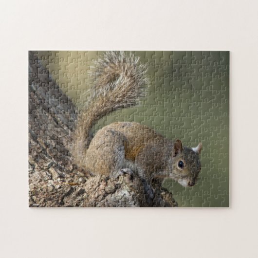 Eastern Gray Squirrel, or grey squirrel Puzzle (Horizontal)