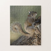 Eastern Gray Squirrel, or grey squirrel Puzzle (Vertikal)