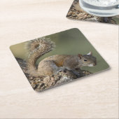 Eastern Gray Squirrel, or grey squirrel Rechteckiger Pappuntersetzer (angewinkelt)