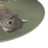 Eastern Gray Squirrel, or grey squirrel Schneidebrett (Ecke)