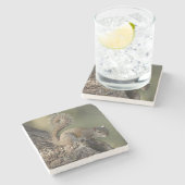 Eastern Gray Squirrel, or grey squirrel Steinuntersetzer (Seitenansicht)