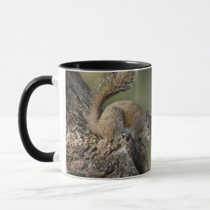 Eastern Gray Squirrel, or grey squirrel Tasse