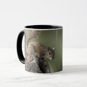 Eastern Gray Squirrel, or grey squirrel Tasse (Vorderseite Links)