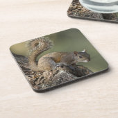 Eastern Gray Squirrel, or grey squirrel Untersetzer (Linke Seite)