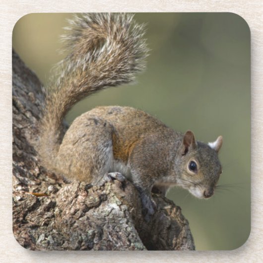 Eastern Gray Squirrel, or grey squirrel Untersetzer (Vorderseite)