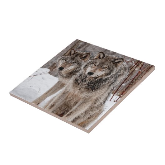 Eastern Gray Wolf  Fliese (Seite)