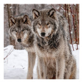 Eastern Gray Wolf Fotodruck (Vorne)
