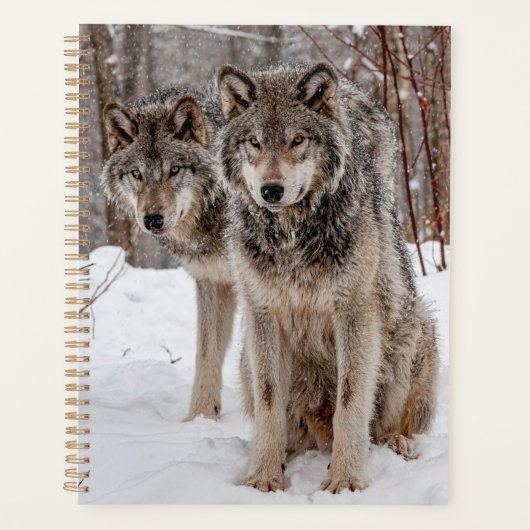 Eastern Gray Wolf Planer (Vorderseite)