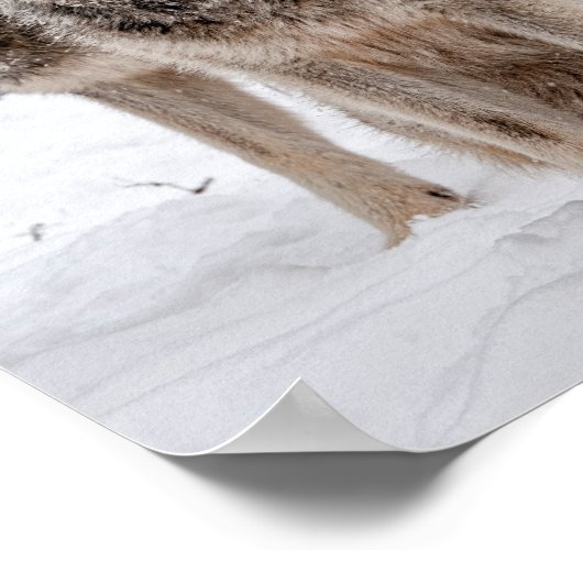 Eastern Gray Wolf Poster (Ecke)