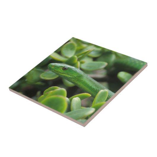 Eastern Green Mamba (Dendroaspis Angusticeps) Fliese (Seite)