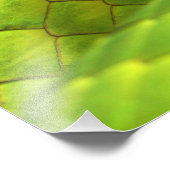 Eastern Green Mamba Dendroaspis Angusticeps Fotodruck (Ecke)