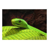 Eastern Green Mamba Dendroaspis Angusticeps Fotodruck (Vorne)
