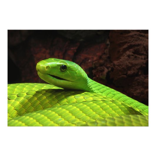 Eastern Green Mamba Dendroaspis Angusticeps Fotodruck (Vorne)
