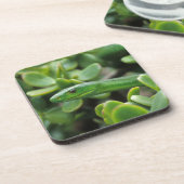 Eastern Green Mamba (Dendroaspis Angusticeps) Getränkeuntersetzer (Linke Seite)