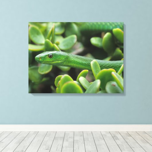 Eastern Green Mamba (Dendroaspis Angusticeps) Leinwanddruck (Insitu (Holzboden))