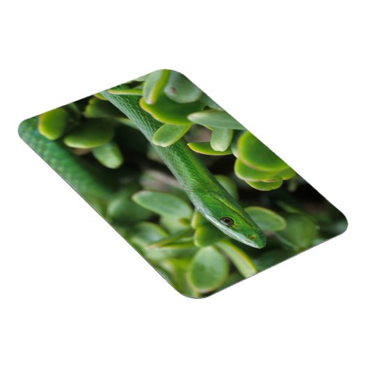 Eastern Green Mamba (Dendroaspis Angusticeps) Magnet (Rechte Seite)