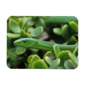 Eastern Green Mamba (Dendroaspis Angusticeps) Magnet (Horizontal)