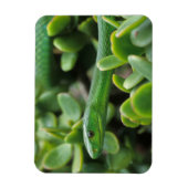 Eastern Green Mamba (Dendroaspis Angusticeps) Magnet (Vertikal)