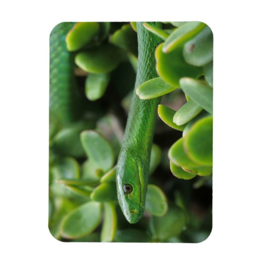 Eastern Green Mamba (Dendroaspis Angusticeps) Magnet (Vertikal)