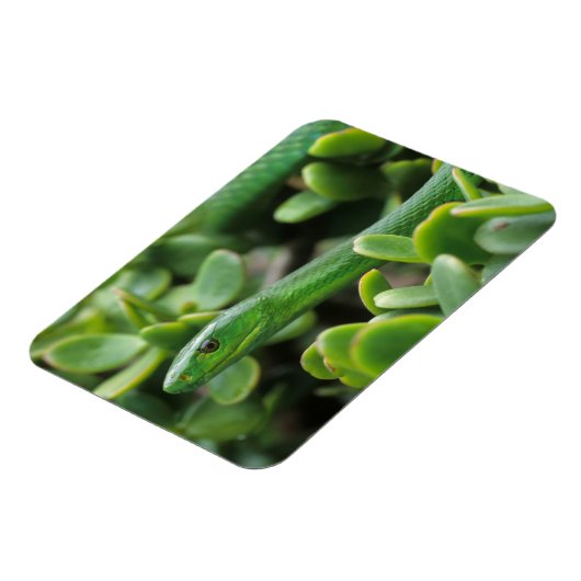 Eastern Green Mamba (Dendroaspis Angusticeps) Magnet (Linke Seite)