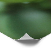 Eastern Green Mamba (Dendroaspis Angusticeps) Poster (Ecke)