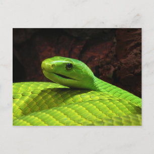 Eastern Green Mamba Dendroaspis Angusticeps Postkarte