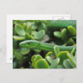 Eastern Green Mamba (Dendroaspis Angusticeps) Postkarte (Vorne/Hinten)