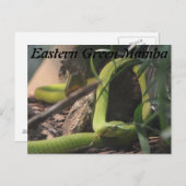 Eastern Green Mamba Postkarte (Vorne/Hinten)